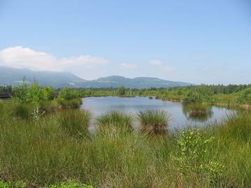 Wiedervernässte Moorlandschaft mit Wasserfläche und Grasinseln, umgeben von Vegetation und Bergen im Hintergrund.